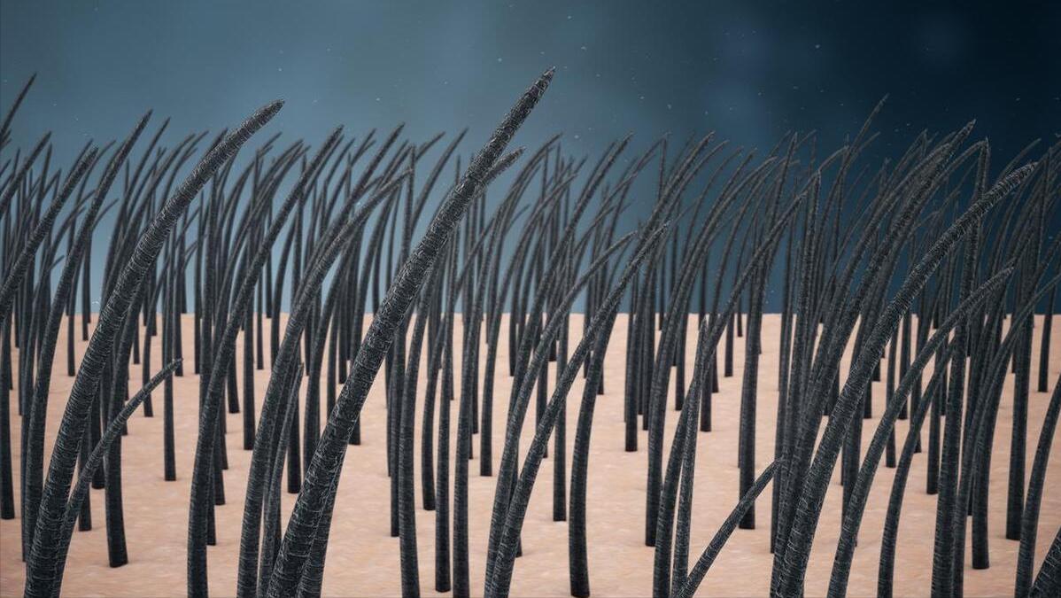 阴毛有什么用？由黑变白说明了性功能减退？男女都需了解