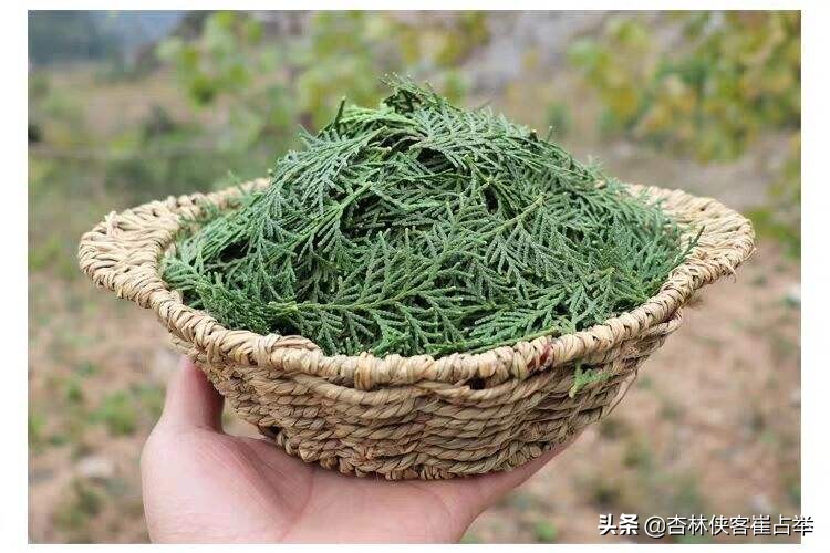 脱发白发血虚血热,脱发是血虚引起的还是血热引起的