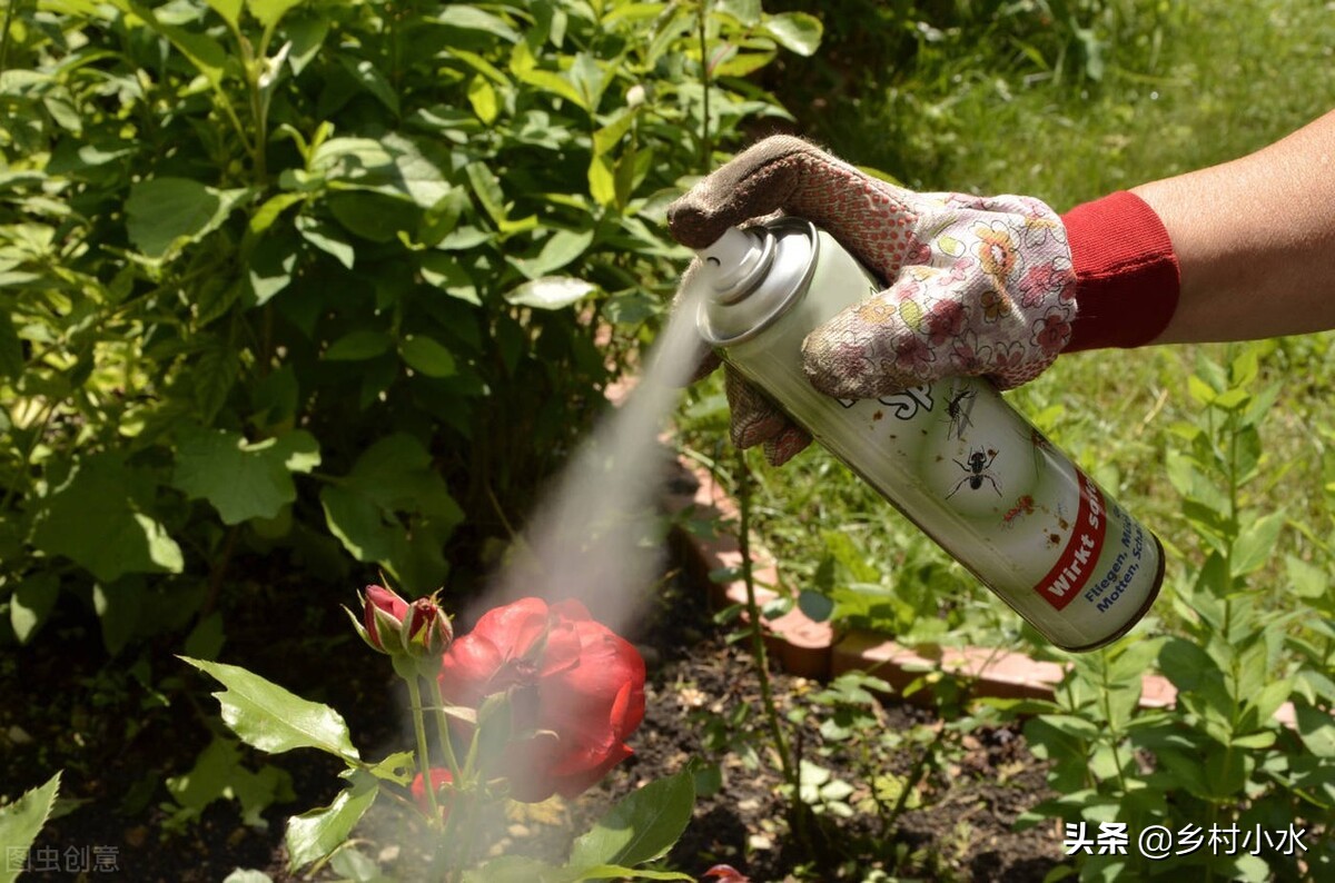 蚜虫用什么无毒害的治蚜虫最好,蚜虫的天敌怎么灭蚜虫