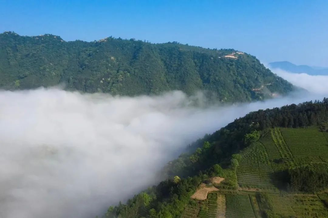 安化黑茶湖南印象,安化黑茶神韵