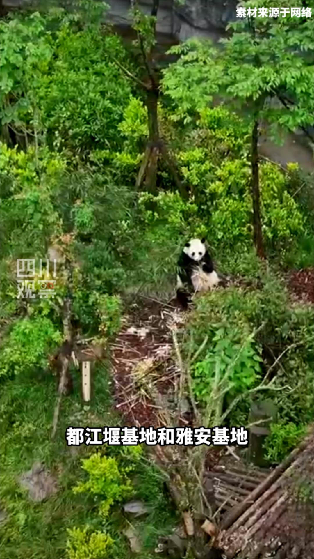 福宝的孩子回国吗,福宝回国后的饲养员是张鑫吗