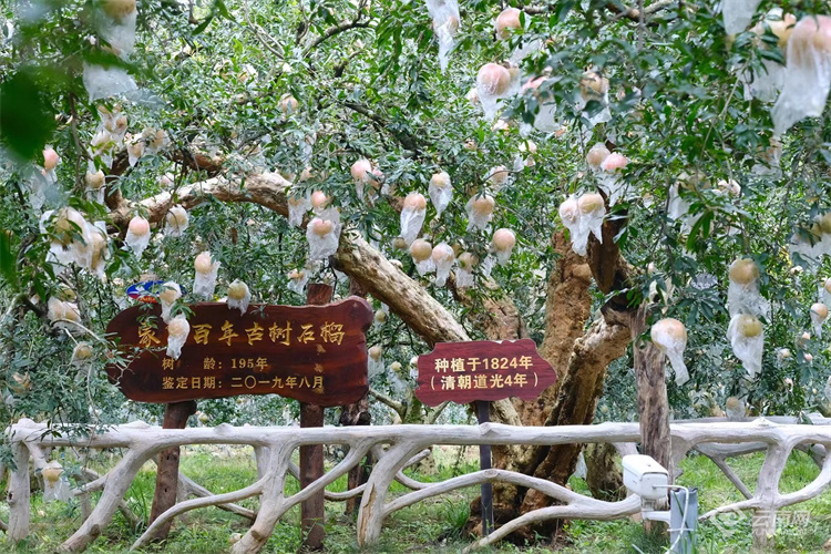 云南蒙自甜绿籽石榴树苗,云南蒙自基地甜石榴