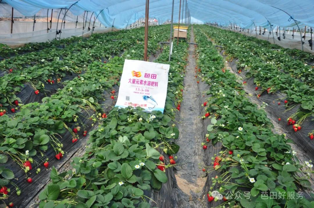 鑺敯鑽夎帗,鑽夎帗鐢ㄨ姯鐢版按婧惰偉鏁堟灉濡備綍