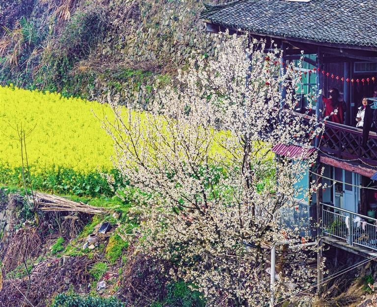 春来湘西，拈朵微笑的花