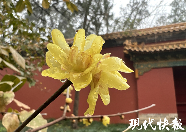 南京市五一各大景点接待游客,南京新年旅游景点