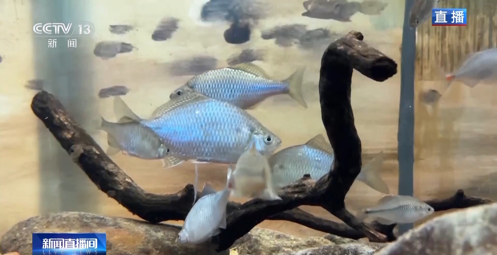 长江禁渔鱼类数据变化,长江禁渔三年多鱼儿们过得怎么样