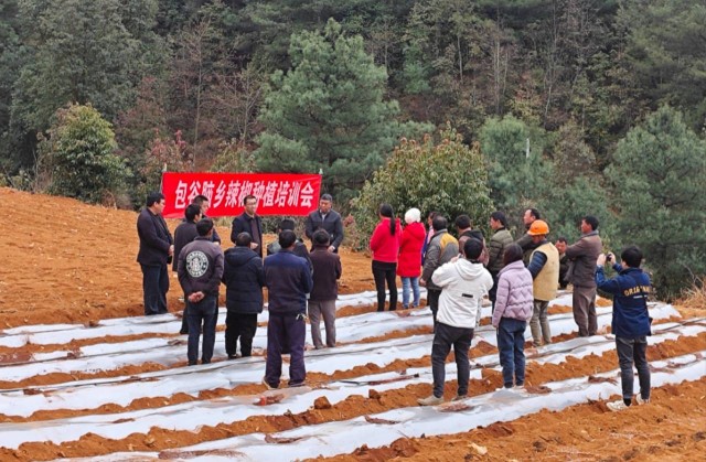 包谷套种工业辣椒,包谷垴乡