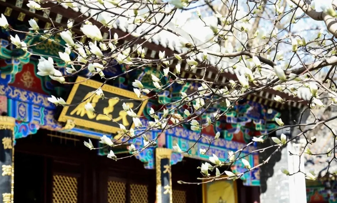 沈阳樱花拍照打卡,沈阳赏花打卡地