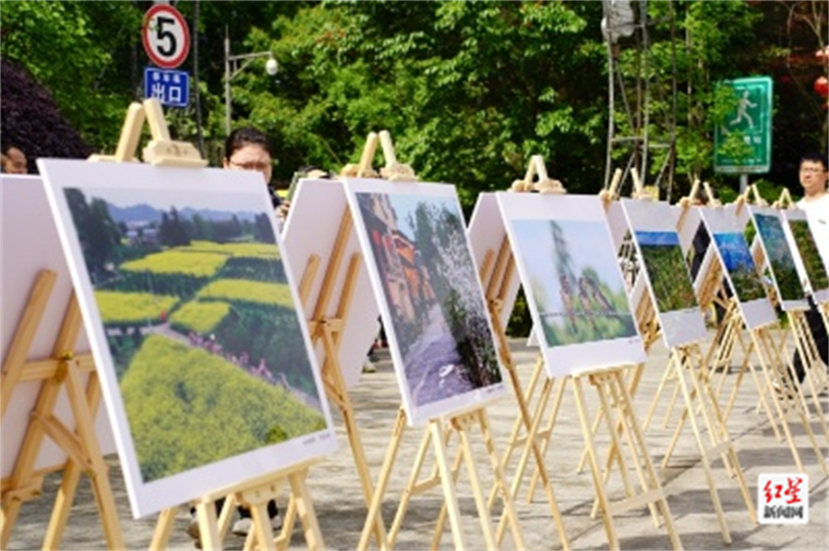 2024成都蒲江樱桃采摘季活动,蒲江光明乡樱桃采摘时间