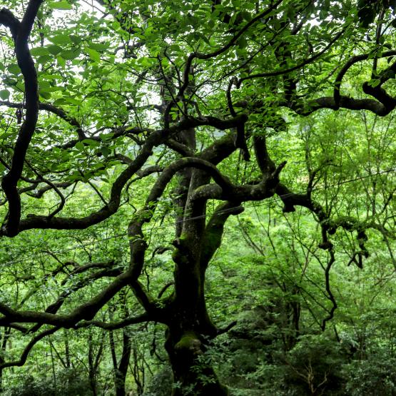 湖南安化椤木石楠古树,湖南安化千年红豆杉