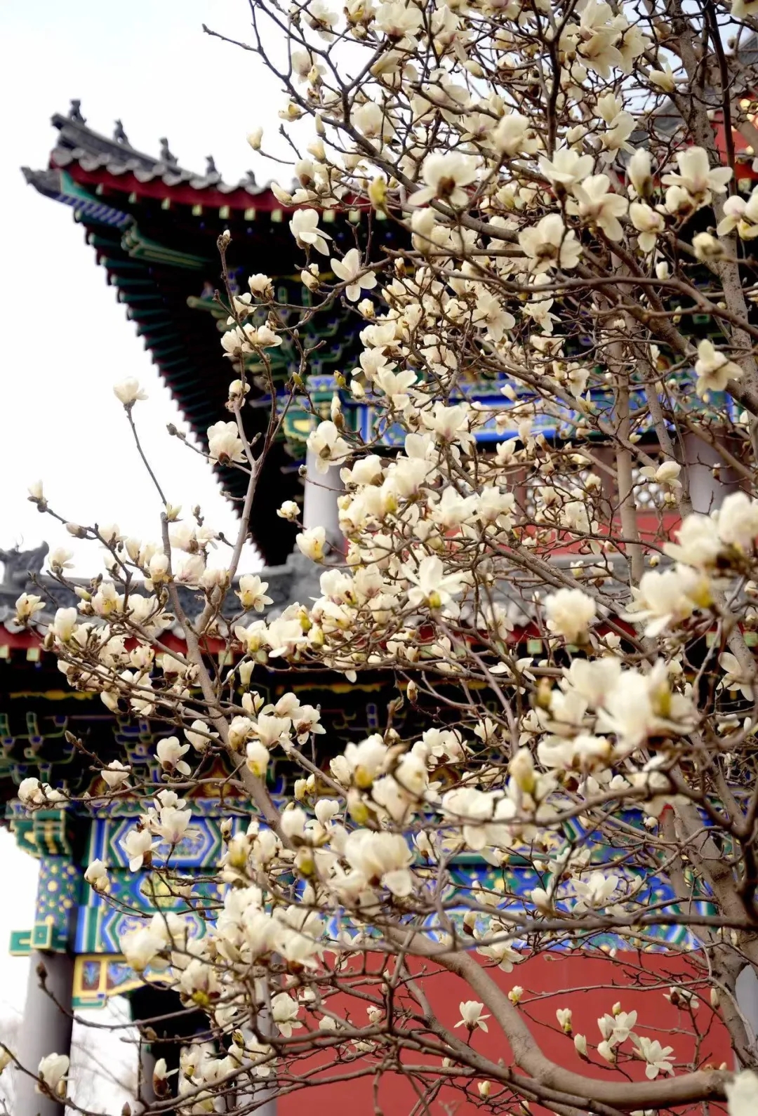 沈阳樱花拍照打卡,沈阳赏花打卡地