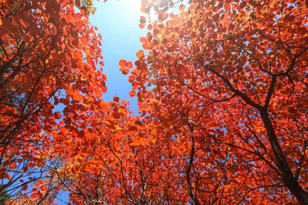 淄博潭溪山秋景,淄博看红叶最好的景点