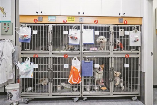 宠物寄养的十大方法,春节期间宠物寄养活动方案
