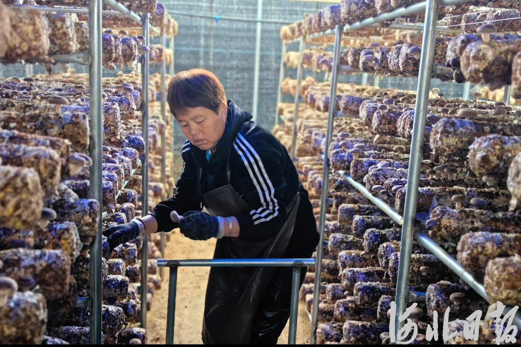 强工业兴乡村发展思路,平山县乡村振兴发展特色产业