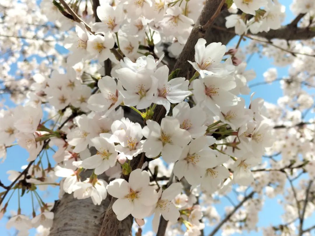 潍坊哪里的樱花最好,潍坊樱花大道在哪里