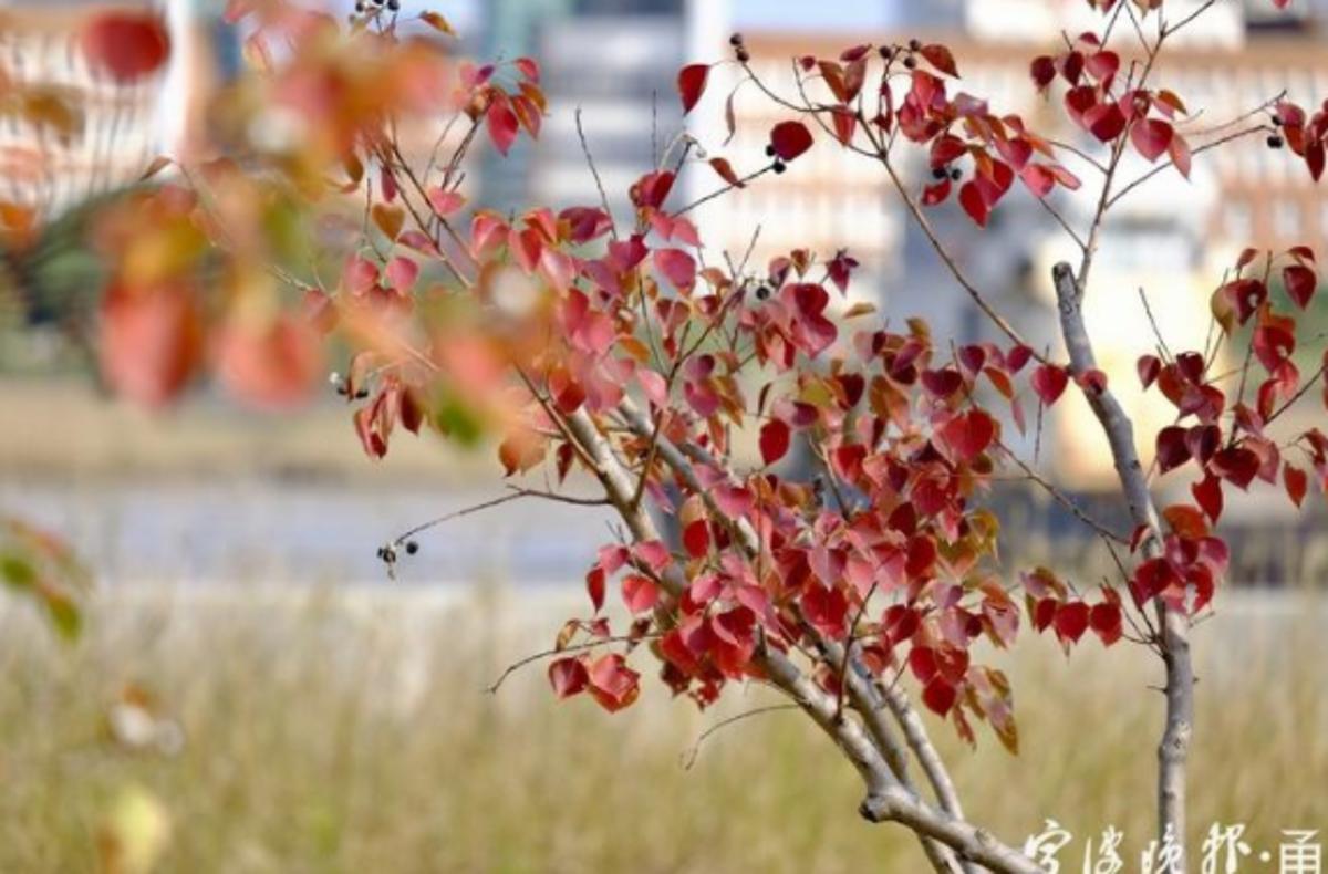 上热搜！取天地间的草木，云南女子将汉服染成了古诗词里的颜色