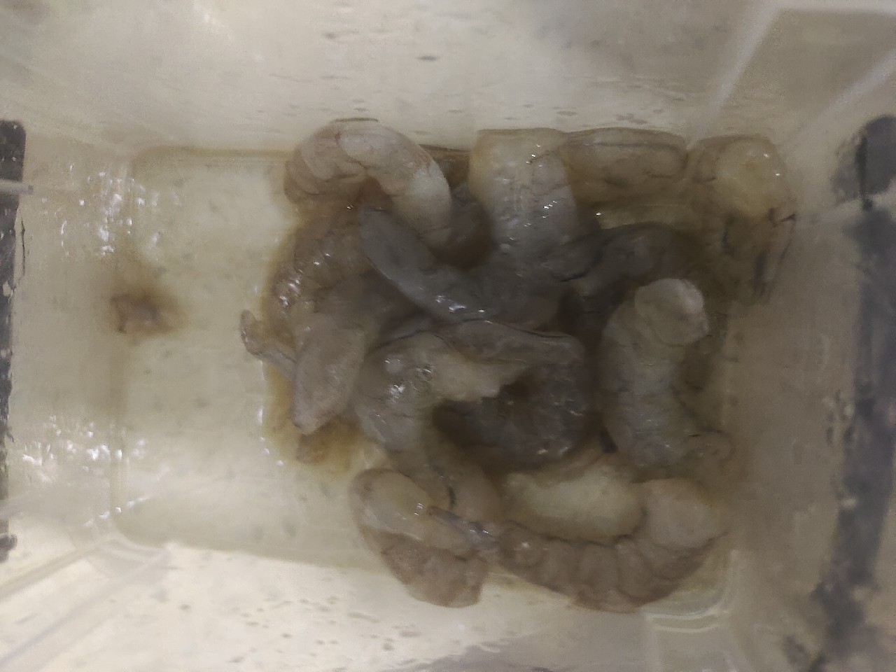 腌制虾仁钓饵效果怎么样,自制河虾专用饵料配方大全