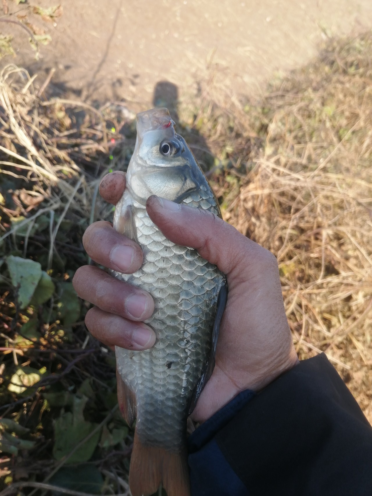 「双11」寒潮来袭检验是否空军，什么用蚯蚓也能上草鱼？