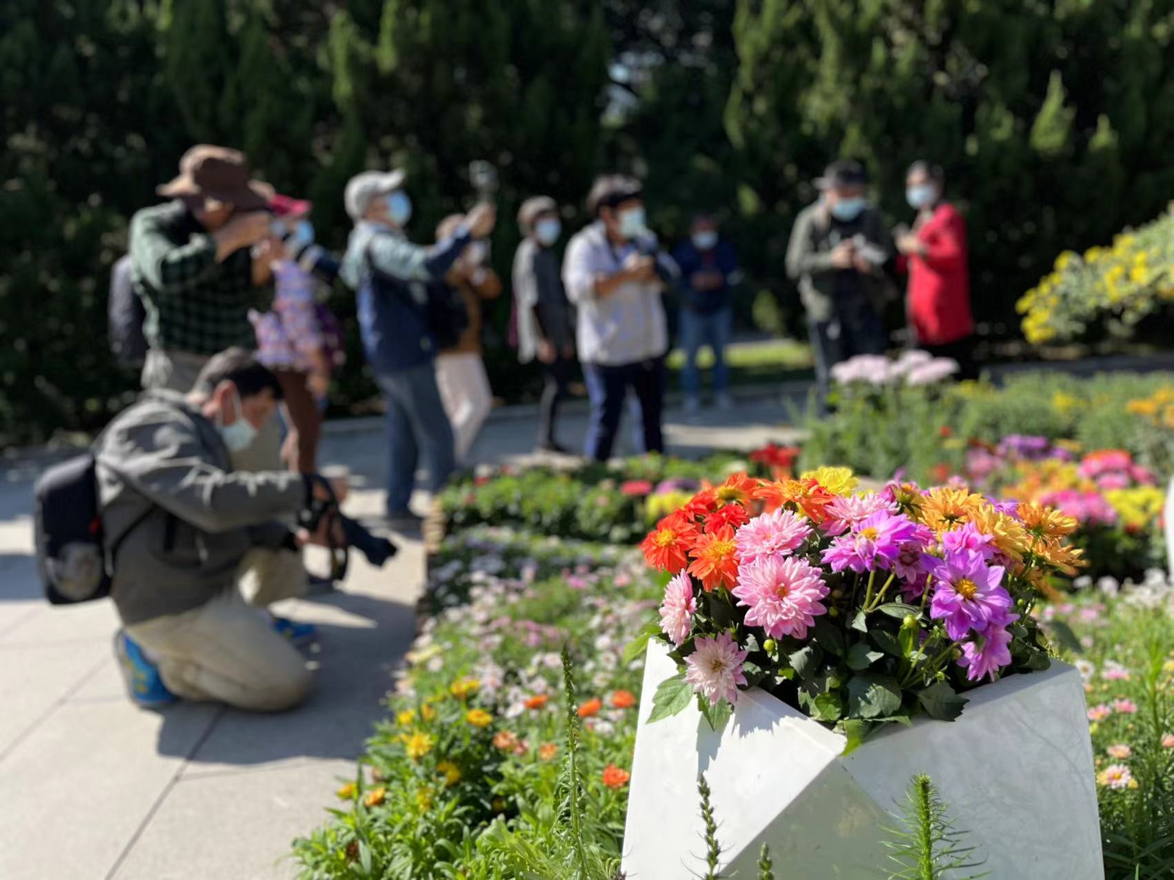 黄花岗赏菊,2023黄花岗公园菊花展时间表