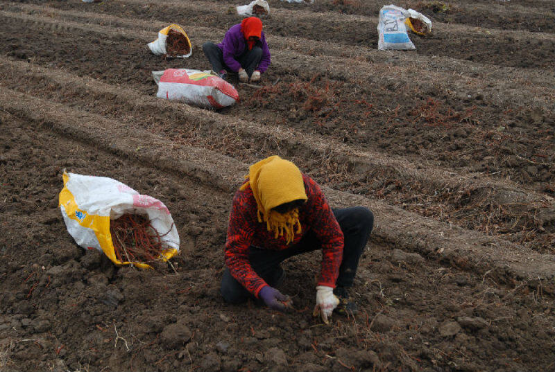 青岛市即墨区多渠道助力脱贫增收,青岛大田蓝莓丰收托起农民致富梦