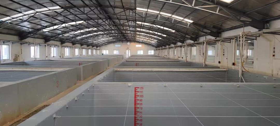 重磅！一老牌种苗劲旅加入恒兴