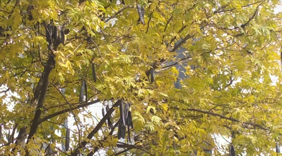 皂角树郑州,郑州桐柏路千年皂角树