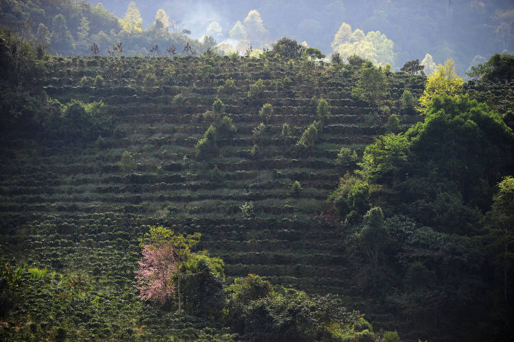 咖啡卖到500块,咖啡卖1800一杯