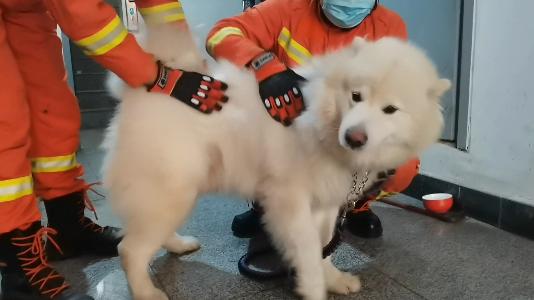 消防下井救萨摩耶,萨摩耶被卡防盗门被消防员救