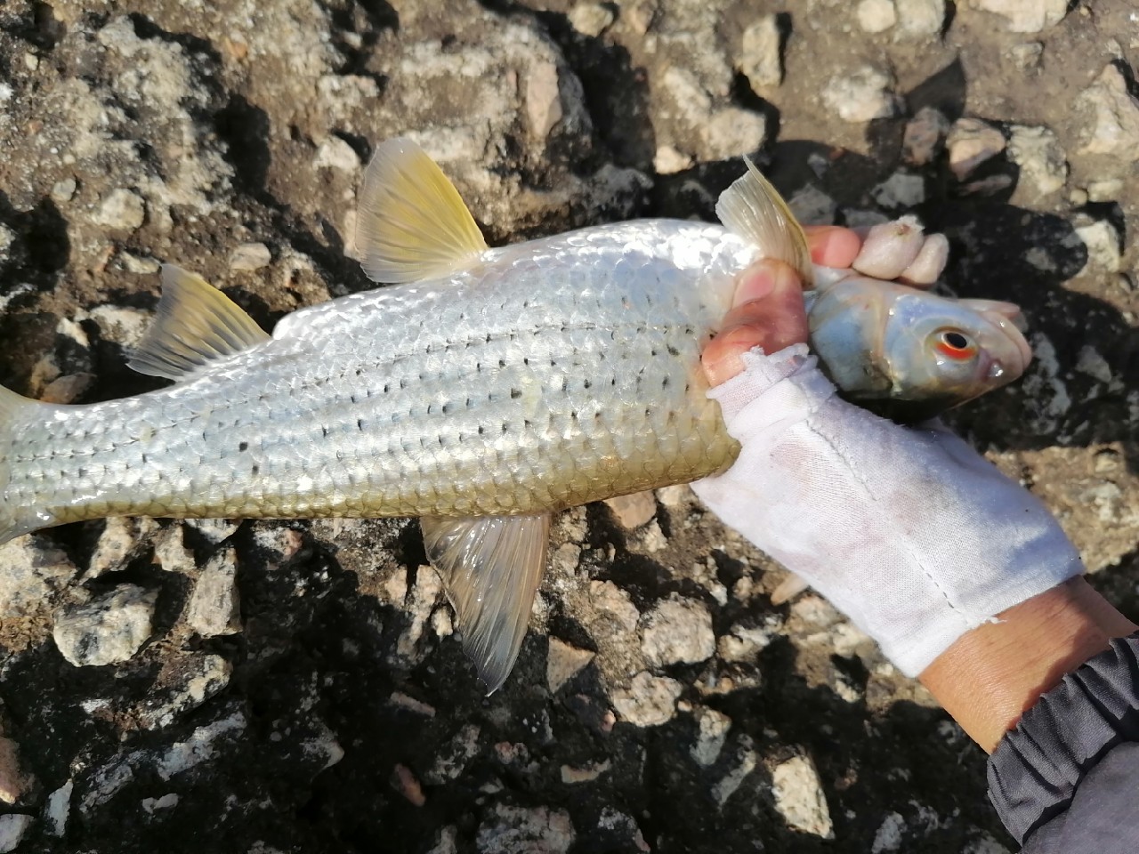 顶漂和黑漂是什么意思,顶漂上鱼和黑漂上鱼有什么区别