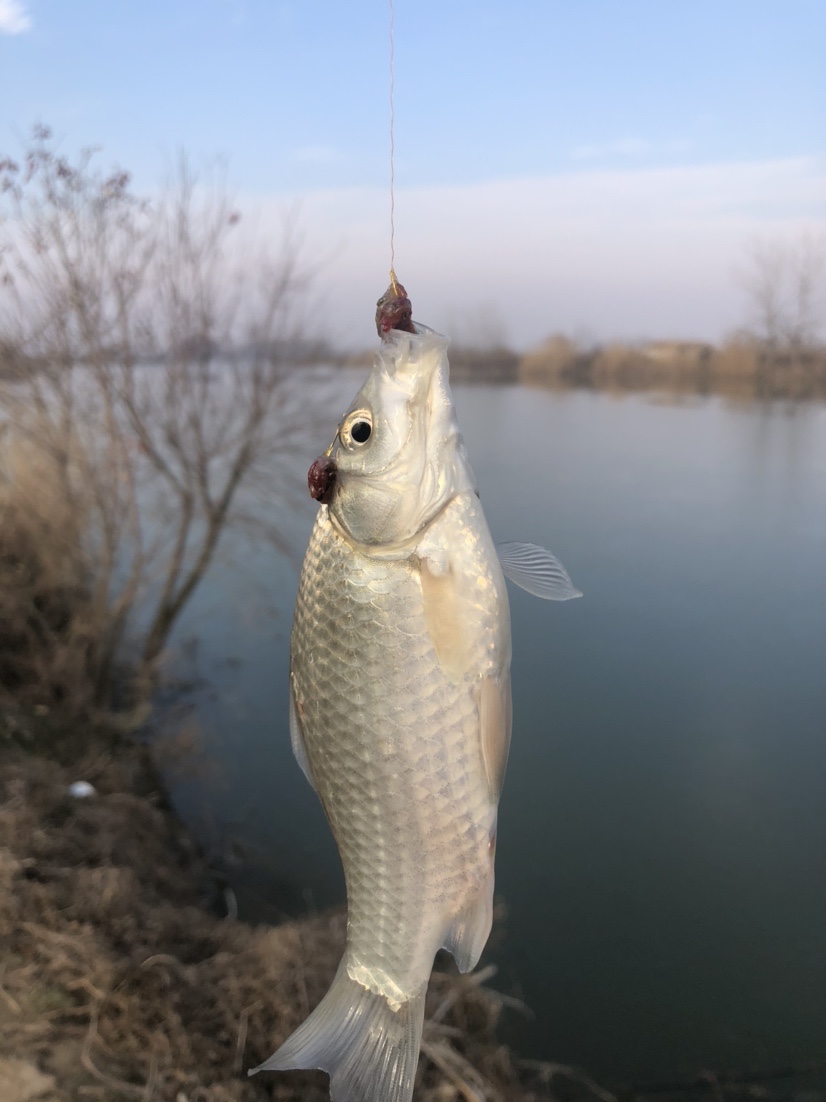 冰钓沉浸式体验,第一次体验冰钓视频