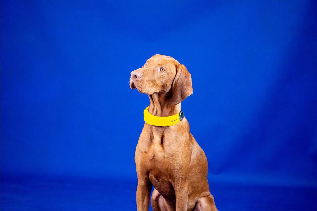 CES2020：Invoxi智能项圈就像是宠物狗的AppleWatch