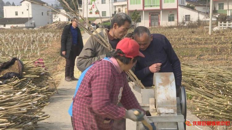 桑树枝怎么加工成药材,桑枝粉碎后的用途