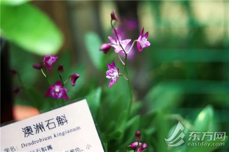 短叶虎尾兰的独特特征,金边虎尾兰百合科虎尾兰属植物