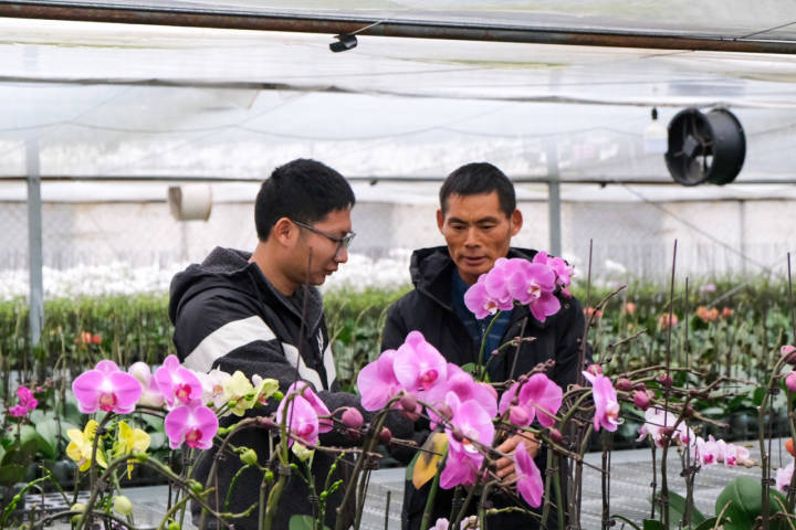 年销五六十万株，你家中摆的蝴蝶兰可能来自杭州这里！来小时晒元宵，送你年宵花