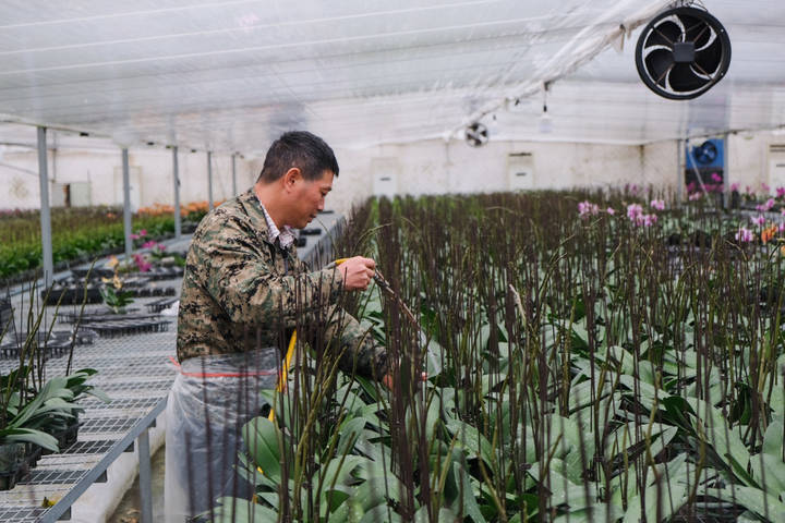 年销五六十万株，你家中摆的蝴蝶兰可能来自杭州这里！来小时晒元宵，送你年宵花
