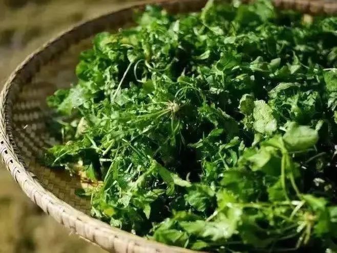 春日尝鲜荠菜春笋鲜肉汤饺,3款荠菜美食寻找春天的味道