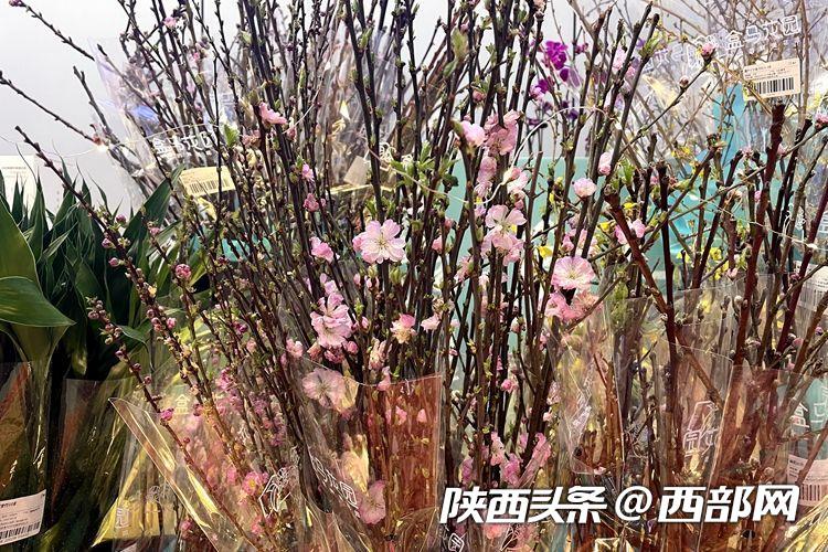 视频丨西安花市春意浓：8元一大把洋牡丹樱花也可“栽”在家