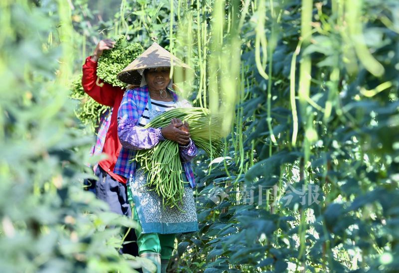 螺蛳粉配料包酸豆角,柳州螺蛳粉的配料和制作方法