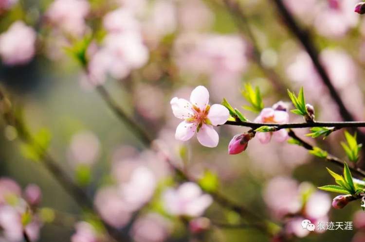 农历三月初五清明几年一次,三月初五清明能烧纸吗