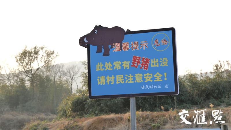 野猪遭害庄稼为何要保护呢,频繁出没的野猪对农作物造成损失