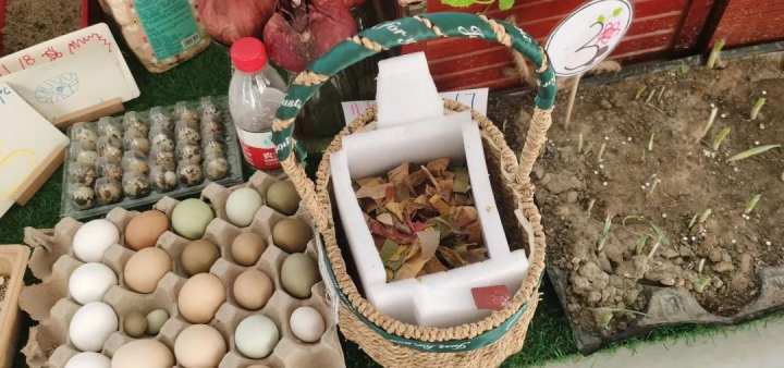 当班级里来了两只鸡……这群孩子不仅孵了蛋，赚了钱，还进行了生命教育