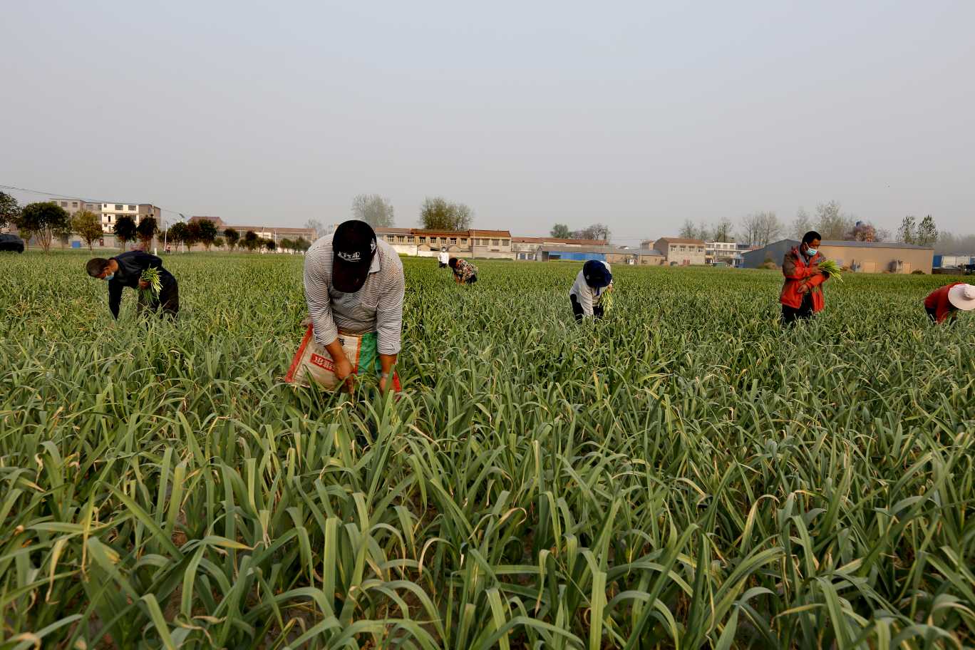 还没采摘便有销路！疫情防控下，周口淮阳蒜薹何以脱销