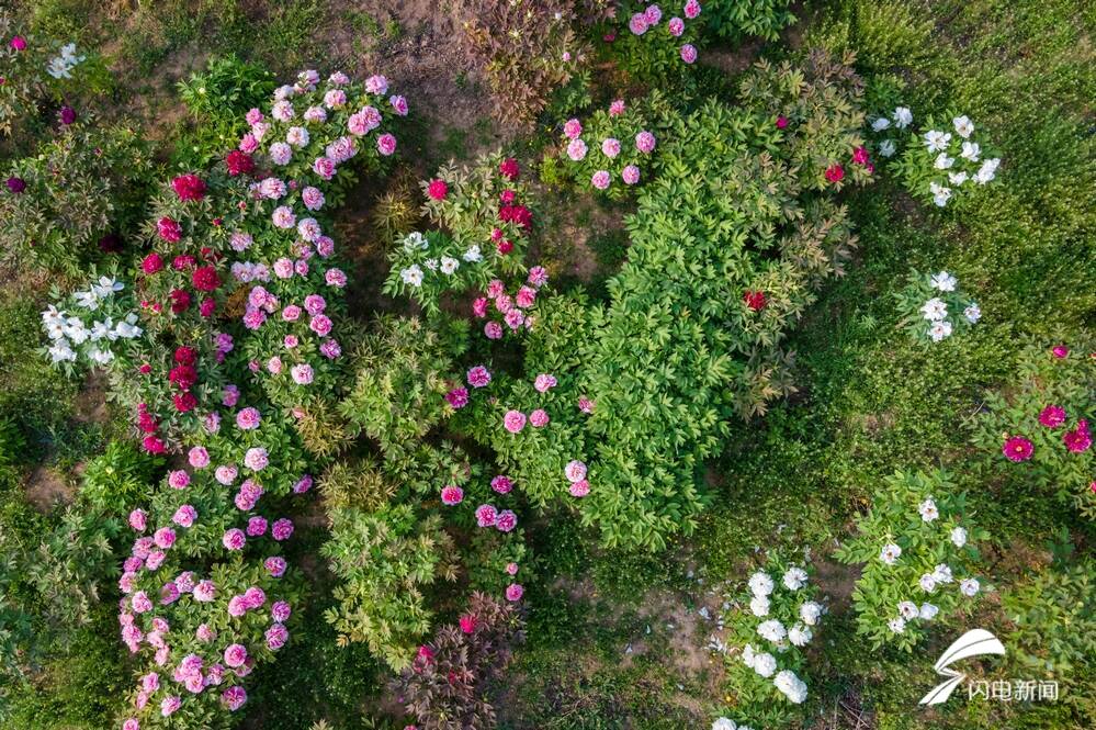 菏泽百花争艳惹人醉,菏泽最著名的牡丹花有什么