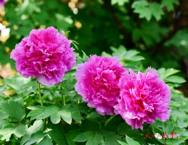 又到牡丹花开时不负光阴不负春