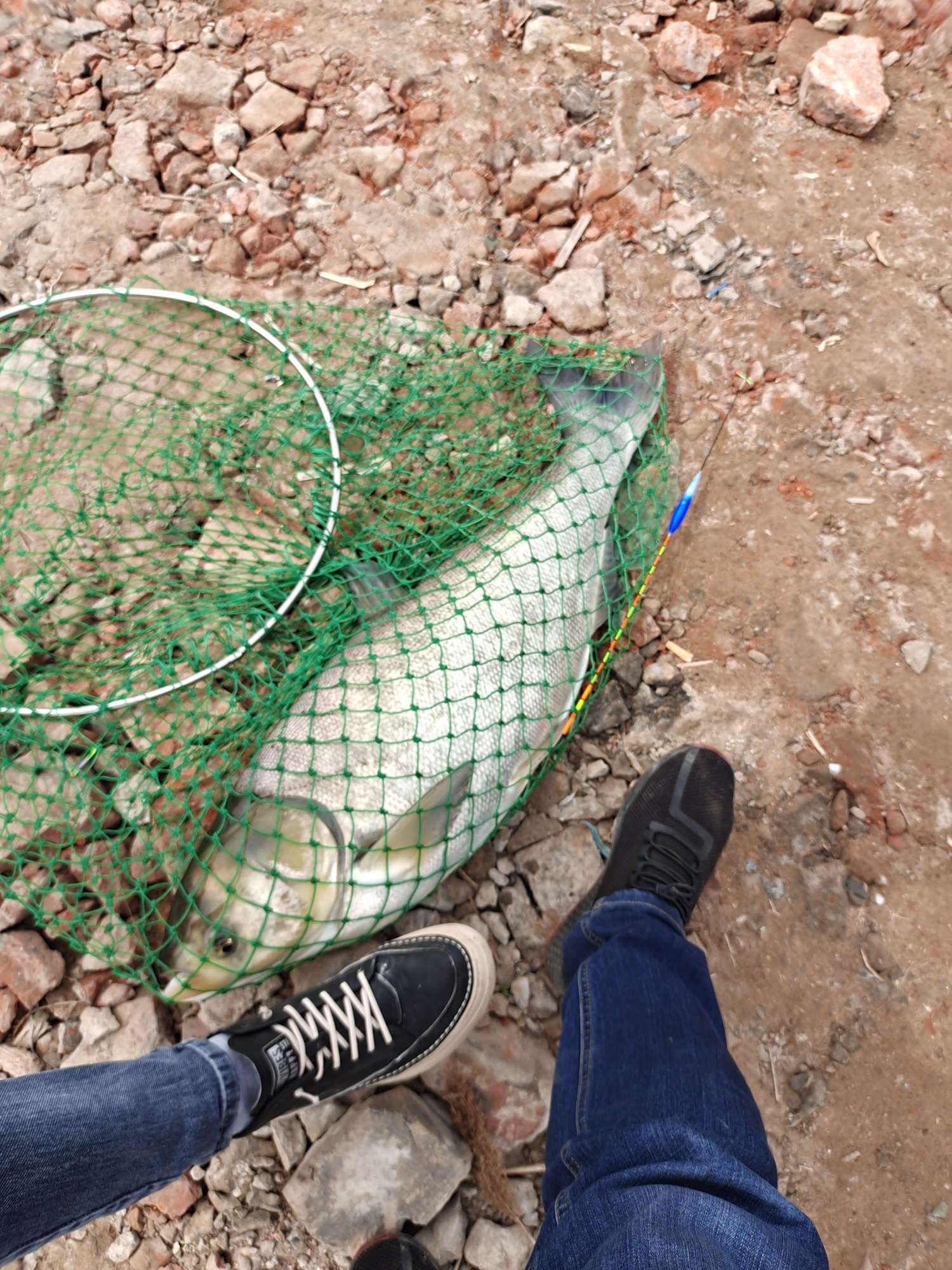 收获400斤巨鱼视频,四月收获记录