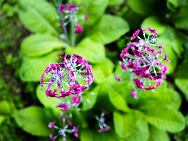 雅安熊猫生态公园地址,雅安芦山熊猫公园