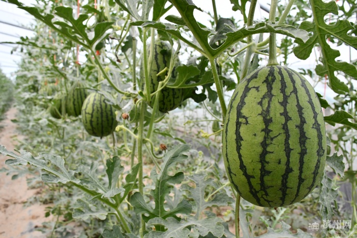 党建引领村集体经济增收实施方案,惠民县麻店镇发展规划