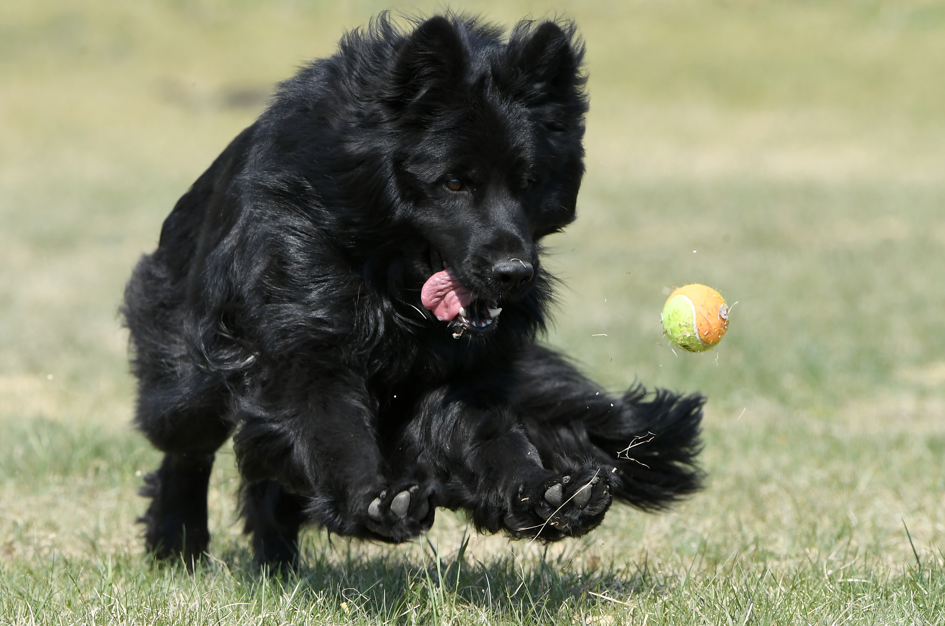 国内训狗比赛,外代二线骑马比赛视频