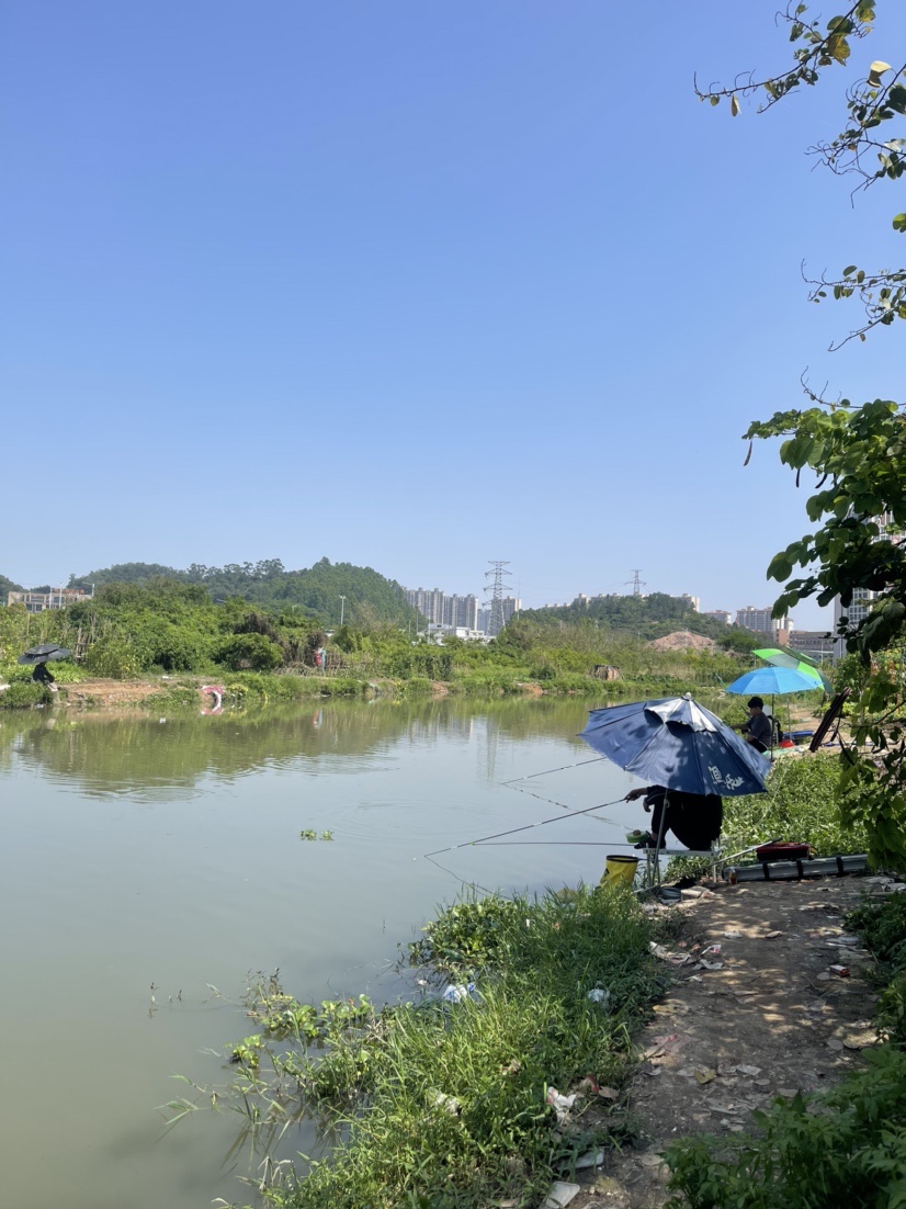 「518」小罗非垂竿自上，清道夫碳烤“美味”眼泪流