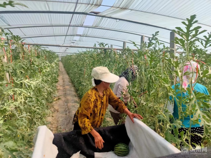 贵州丹寨吊瓜套种喜丰收,大棚葫芦瓜喜丰收